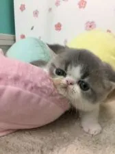 エキゾチックショートヘア【大阪府・男の子・2020年3月21日・ブルータビー&ホワイト】の写真4