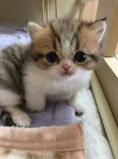 エキゾチックショートヘア【大阪府・女の子・2020年5月8日・ブラウンタビー&ホワイト】の写真4