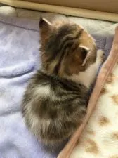 エキゾチックショートヘア【大阪府・女の子・2020年5月8日・ブラウンタビー&ホワイト】の写真5