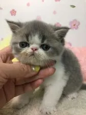 エキゾチックショートヘア【大阪府・男の子・2020年3月21日・ブルータビー&ホワイト】の写真5