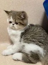 エキゾチックショートヘア【大阪府・男の子・2020年9月17日・ブラウンタビー &ホワイト】の写真5