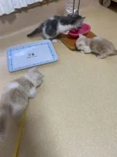 ミヌエット【大阪府・男の子・2020年10月16日・クリームタビー&ホワイト】の写真5