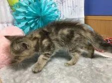 エキゾチックショートヘア【大阪府・女の子・2019年4月24日・ブラウンタビー】の写真5