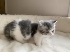 ミヌエット(短足)【大阪府・男の子・2025年2月14日・シルバータビー&ホワイト】の写真10