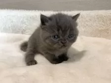 ミヌエット(長足)【大阪府・女の子・2025年5月29日・ブルータビー】の写真10