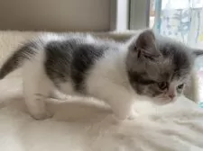 ミヌエット(短足)【大阪府・男の子・2025年2月14日・シルバータビー&ホワイト】の写真11