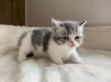 ミヌエット(短足)【大阪府・男の子・2025年2月14日・シルバータビー&ホワイト】の写真13