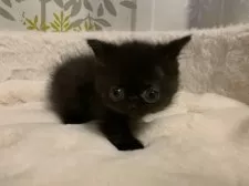 ミヌエット(短足)【大阪府・男の子・2025年1月23日・ブラック】の写真13