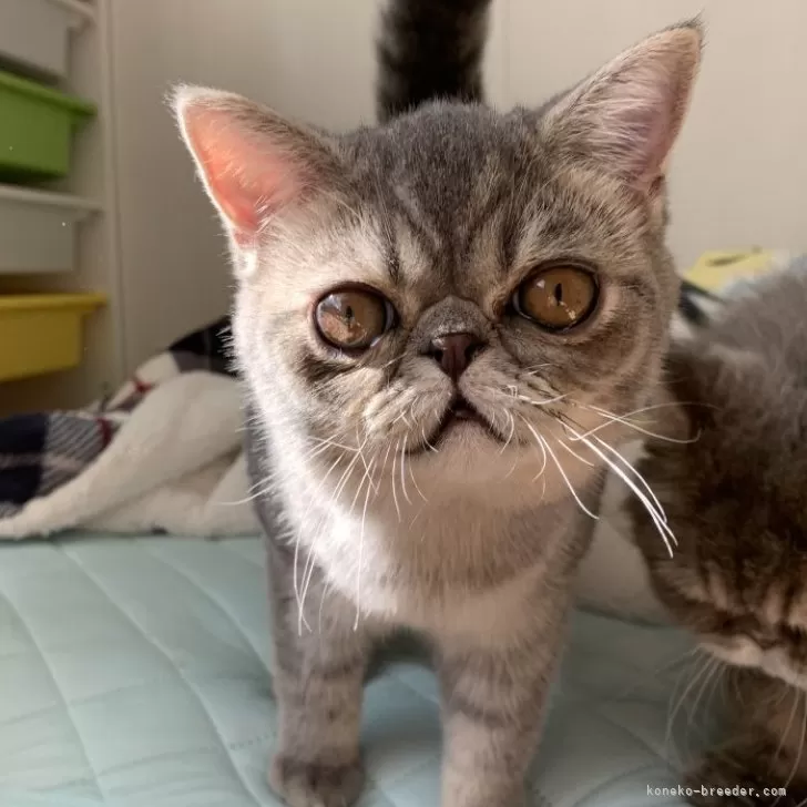 ミヌエット(長足)【大阪府・男の子・2025年5月29日・シルバータビー】の写真1