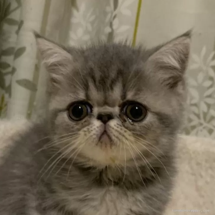 M.T 様のお迎えした子猫