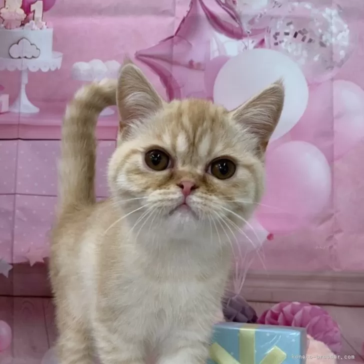 ID:2411-01489の子猫