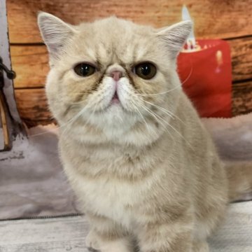 エキゾチックショートヘア【大阪府・男の子・2025年6月29日・クリームタビー（短毛）】の写真「🎵性格が抜群に可愛い♡エキゾチック男の子🎵」