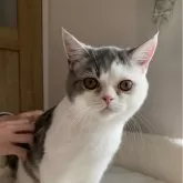 ミヌエット(長足)【大阪府・女の子・2024年10月13日・ブルータビー&ホワイト】の写真1