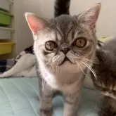 ミヌエット(長足)