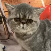 エキゾチックショートヘア