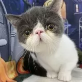 ミヌエット(短足)