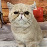 エキゾチックショートヘア