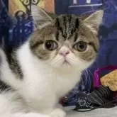 ミヌエット(短足)【大阪府・男の子・2025年5月29日・ブラウンタビー&ホワイト】の写真2