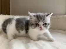 ミヌエット(短足)【大阪府・男の子・2025年2月14日・シルバータビー&ホワイト】の写真2