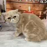 エキゾチックショートヘア【大阪府・男の子・2025年6月29日・クリームタビー】の写真2