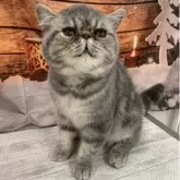 エキゾチックショートヘア【大阪府・男の子・2025年6月29日・ブルータビー】の写真2