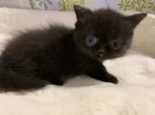 ミヌエット(短足)【大阪府・男の子・2025年1月23日・ブラック】の写真2