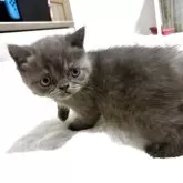 ミヌエット(長足)【大阪府・女の子・2025年5月29日・ブルータビー】の写真2