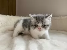 ミヌエット(短足)【大阪府・男の子・2025年2月14日・シルバータビー&ホワイト】の写真4