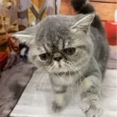 エキゾチックショートヘア【大阪府・男の子・2025年6月29日・ブルータビー】の写真4