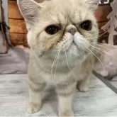 エキゾチックショートヘア【大阪府・男の子・2025年6月29日・クリームタビー】の写真4