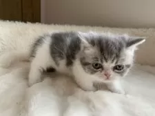 ミヌエット(短足)【大阪府・男の子・2025年2月14日・シルバータビー&ホワイト】の写真5