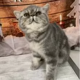 エキゾチックショートヘア【大阪府・男の子・2025年6月29日・ブルータビー】の写真5