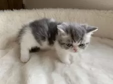 ミヌエット(短足)【大阪府・男の子・2025年2月14日・シルバータビー&ホワイト】の写真6