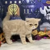 エキゾチックショートヘア【大阪府・男の子・2025年6月29日・クリームタビー】の写真7