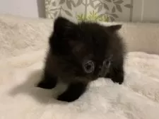 ミヌエット(短足)【大阪府・男の子・2025年1月23日・ブラック】の写真9