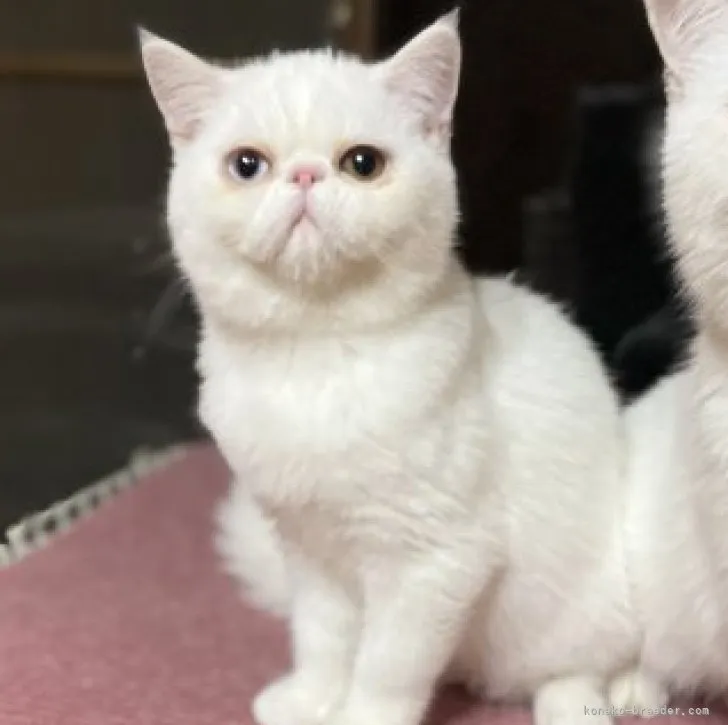 T.I 様のお迎えした子猫
