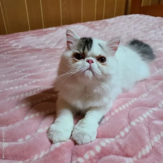 ID:2109-00929の子猫