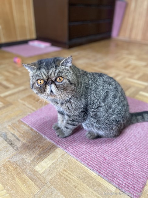 エキゾチックショートヘア【・男の子・2014年6月27日・ブラウンタビ】「12月14日」