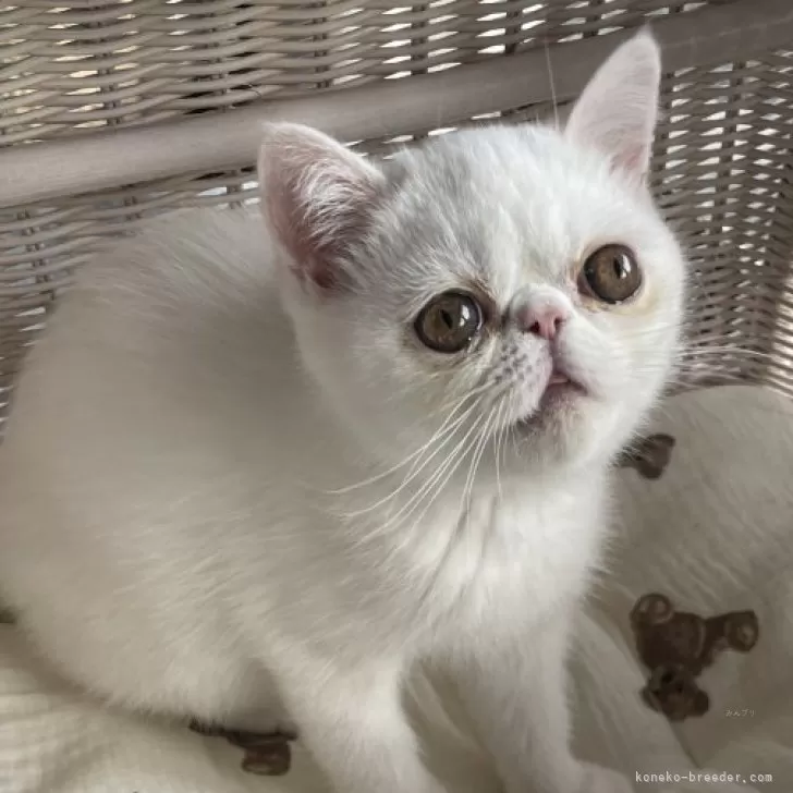 エキゾチックショートヘア【熊本県・女の子・2025年8月11日・ホワイト】の写真1