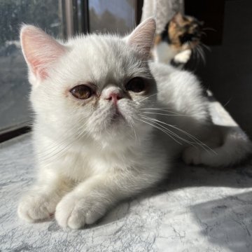 エキゾチックショートヘア【熊本県・女の子・2025年8月11日・ホワイト（ショート）】の写真「マシュマロみたいな女の子 Ｎｏ2」