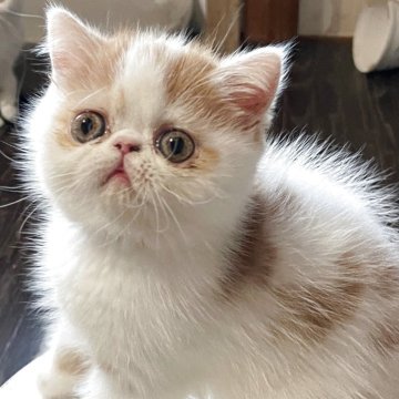 エキゾチックショートヘア【熊本県・男の子・2025年8月27日・レッド&ホワイト（ショート）】の写真「小柄ですが、パワフルなボク」