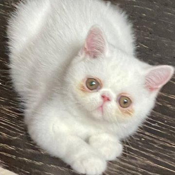 エキゾチックショートヘア【熊本県・女の子・2025年8月11日・ホワイト（ショート）】の写真「マシュマロみたいな女の子( ơ ᴗ ơ )」