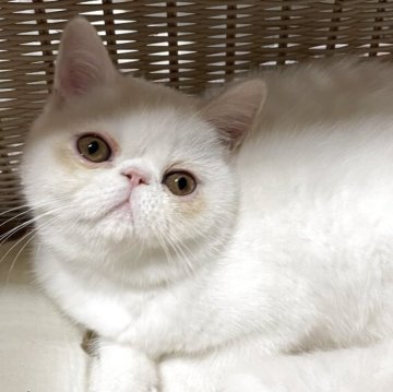 エキゾチックショートヘア【熊本県・女の子・2025年8月11日・ホワイト（ショート）】の写真「マシュマロみたいな女の子( ơ ᴗ ơ )」