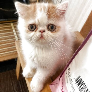 エキゾチックショートヘア【熊本県・男の子・2025年8月27日・レッド&ホワイト（ショート）】の写真「小柄ですが、パワフルなボク」