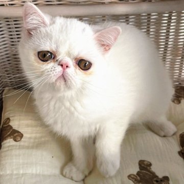 エキゾチックショートヘア【熊本県・女の子・2025年8月11日・ホワイト（ショート）】の写真「マシュマロみたいな女の子 Ｎｏ2」