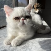 エキゾチックショートヘア