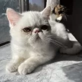 エキゾチックショートヘア