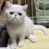 エキゾチックショートヘア