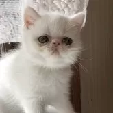 エキゾチックショートヘア