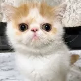 エキゾチックショートヘア